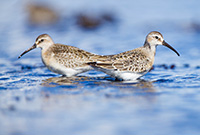 Curlew Sandpipers by Polina Clarke in Ireland