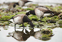 Brent Geese in Ireland by Polina Clarke