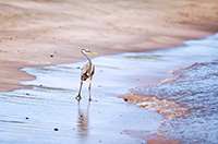 Great Blue Heron in Galapagos by Polina Clarke