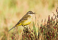 Yellow Wagtail in Spain by Polina Clarke